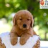 Image of Elise, a Golden Retriever puppy