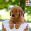Image of Elise, a Golden Retriever puppy