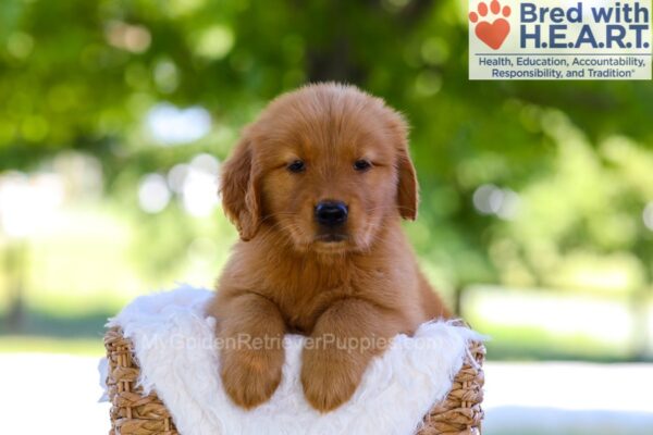 Image of Elise, a Golden Retriever puppy