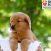 Image of Elise, a Golden Retriever puppy