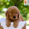 Image of Elise, a Golden Retriever puppy