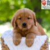 Image of Elise, a Golden Retriever puppy