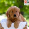 Image of Elise, a Golden Retriever puppy
