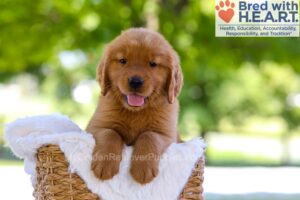Image of Elmo, a Golden Retriever puppy