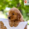 Image of Elwood, a Golden Retriever puppy