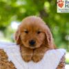 Image of Elwood, a Golden Retriever puppy