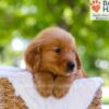 Image of Elwood, a Golden Retriever puppy