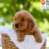 Image of Elwood, a Golden Retriever puppy