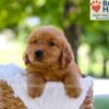 Image of Elwood, a Golden Retriever puppy