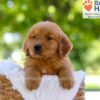 Image of Elwood, a Golden Retriever puppy