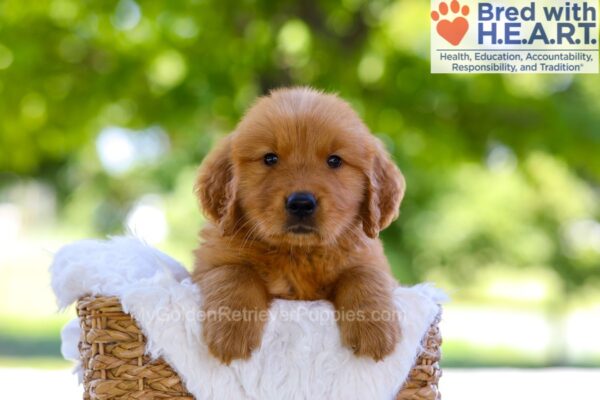 Image of Elwood, a Golden Retriever puppy