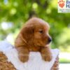Image of Elwood, a Golden Retriever puppy