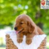 Image of Ember, a Golden Retriever puppy