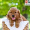 Image of Ember, a Golden Retriever puppy