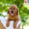 Image of Ember, a Golden Retriever puppy