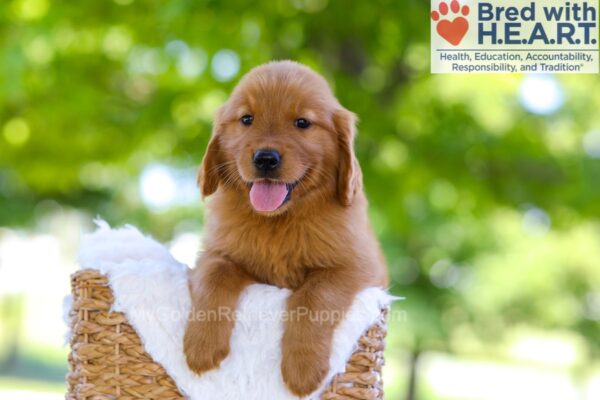 Image of Ember, a Golden Retriever puppy