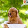 Image of Ember, a Golden Retriever puppy