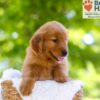 Image of Ember, a Golden Retriever puppy
