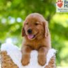 Image of Ember, a Golden Retriever puppy