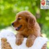 Image of Ember, a Golden Retriever puppy