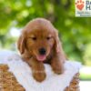 Image of Ember, a Golden Retriever puppy