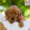 Image of Faith, a Golden Retriever puppy