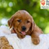 Image of Faith, a Golden Retriever puppy
