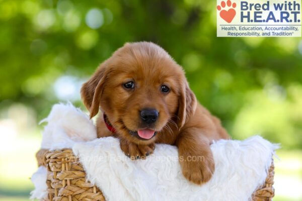 Image of Faith, a Golden Retriever puppy
