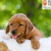 Image of Faith, a Golden Retriever puppy