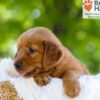 Image of Faith, a Golden Retriever puppy
