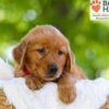 Image of Faith, a Golden Retriever puppy
