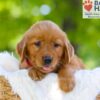 Image of Faith, a Golden Retriever puppy