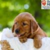 Image of Faith, a Golden Retriever puppy