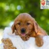 Image of Faith, a Golden Retriever puppy