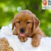 Image of Faith, a Golden Retriever puppy