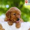 Image of Faith, a Golden Retriever puppy