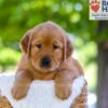 Image of Finn, a Golden Retriever puppy