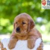 Image of Finn, a Golden Retriever puppy