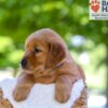 Image of Finn, a Golden Retriever puppy