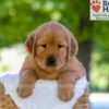 Image of Finn, a Golden Retriever puppy