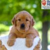 Image of Finn, a Golden Retriever puppy