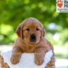Image of Finn, a Golden Retriever puppy