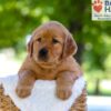 Image of Finn, a Golden Retriever puppy
