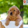Image of Finn, a Golden Retriever puppy