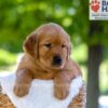 Image of Finn, a Golden Retriever puppy