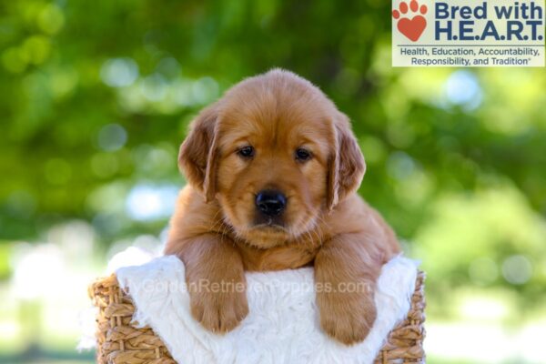 Image of Finn, a Golden Retriever puppy