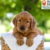 Image of Flint, a Golden Retriever puppy
