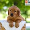 Image of Flint, a Golden Retriever puppy