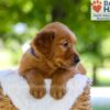 Image of Flint, a Golden Retriever puppy
