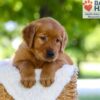 Image of Flint, a Golden Retriever puppy